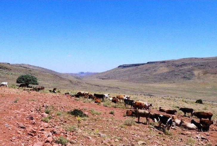 (özel Haber) Yaylalarda Yaşanan Susuzluk Nedeniyle Hayvan Ölümleri Başladı G1