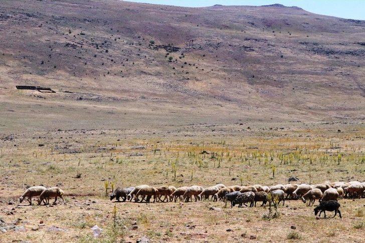 (özel Haber) Yaylalarda Yaşanan Susuzluk Nedeniyle Hayvan Ölümleri Başladı G2