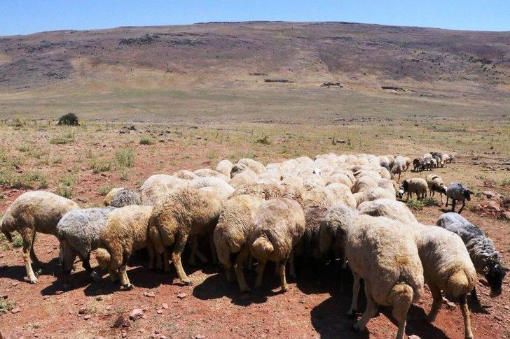 (özel Haber) Yaylalarda Yaşanan Susuzluk Nedeniyle Hayvan Ölümleri Başladı G3
