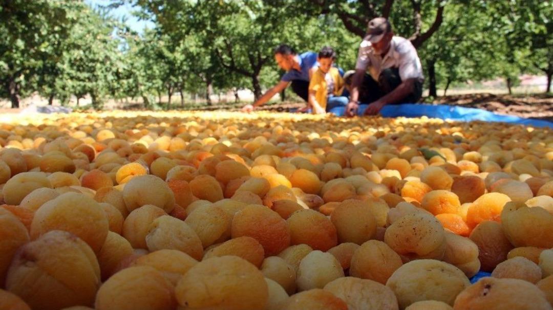Kayısı &Uuml;reticilerinin Y&uuml;z&uuml; G&uuml;l&uuml;yor