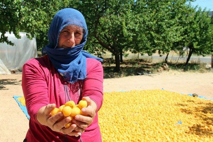 Kayısı Üreticilerinin Yüzü Gülüyor G2