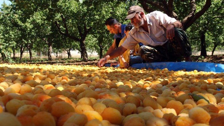 Kayısı Üreticilerinin Yüzü Gülüyor G3