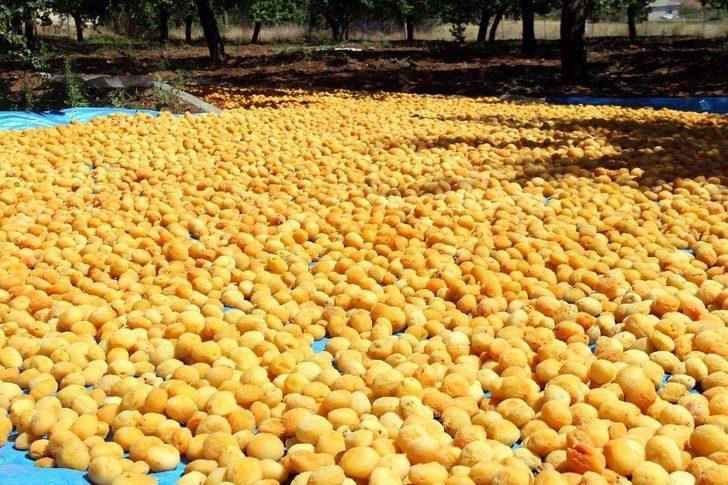 Kayısı Üreticilerinin Yüzü Gülüyor G4