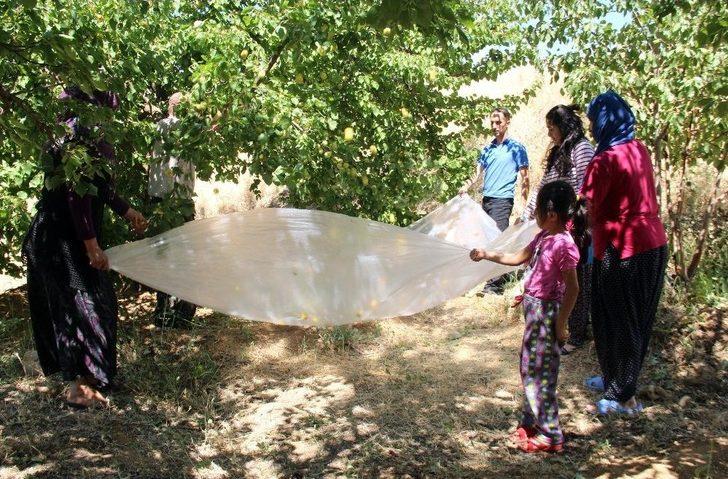 Kayısı Üreticilerinin Yüzü Gülüyor G5