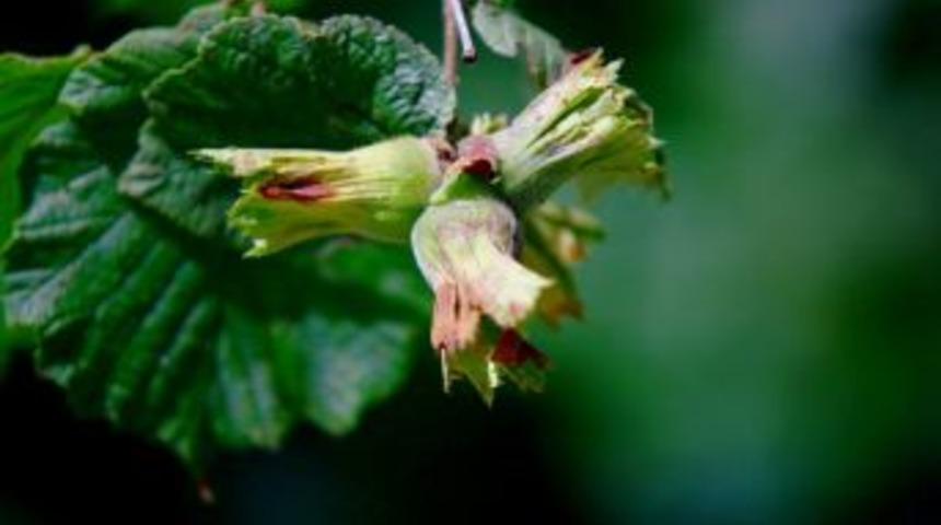 Giresun Fındık Hasadı Tarihleri Belli Oldu