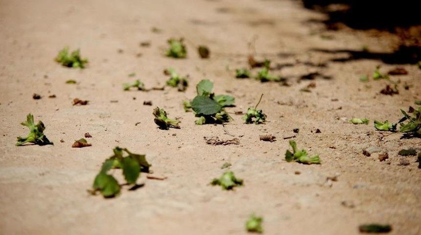 Fındık &Uuml;reticisinin Umudu Tek Tek D&ouml;k&uuml;l&uuml;yor