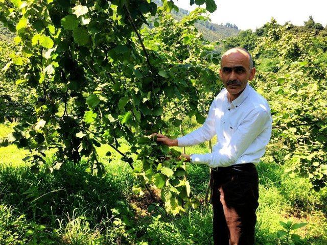 Fındık Üreticisinin Umudu Tek Tek Dökülüyor