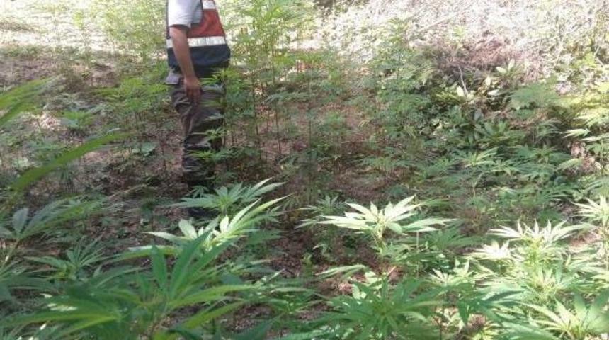 İzmit'te 2 Bin K&ouml;k Hint Keneviri Ele Ge&ccedil;irildi