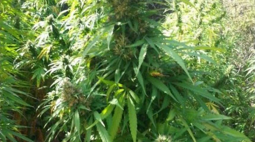 Beydağ'da 6 Bin 242 K&ouml;k Hintkeneviri, 3 G&ouml;zaltı