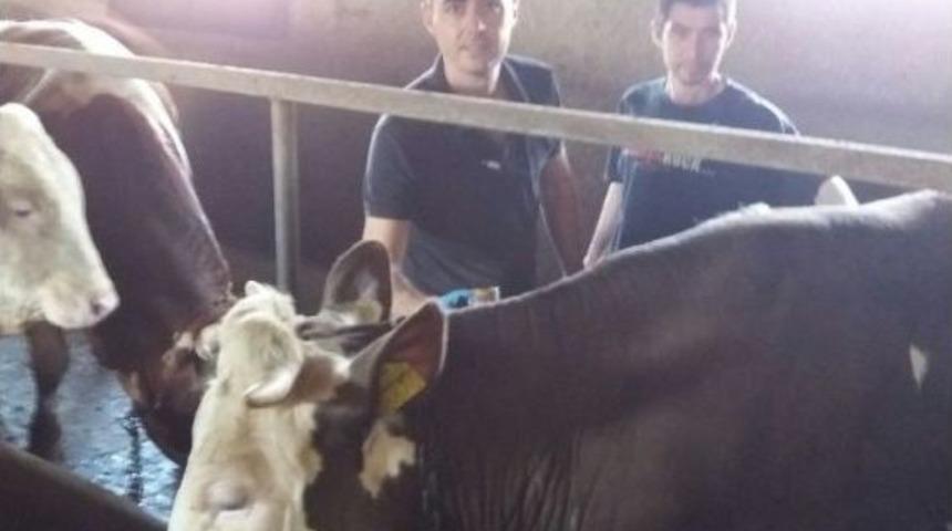 Malkara&rsquo;da 50 Bin B&uuml;y&uuml;kbaşa Şap Aşısı Vuruldu