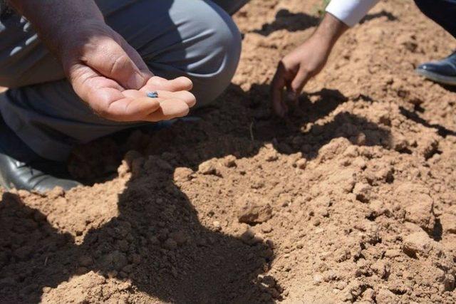 Akçakale’de Susuz Kalan Ekili Araziler Zarar Ediyor