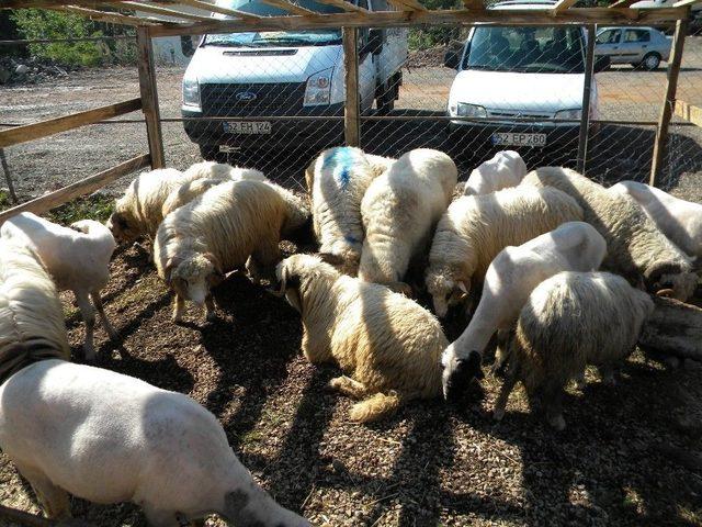 Kurban Bayramı Hazırlıkları