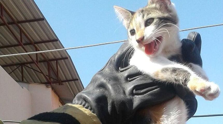 Elektrik Direğinden Kedi Kurtarma Operasyonu