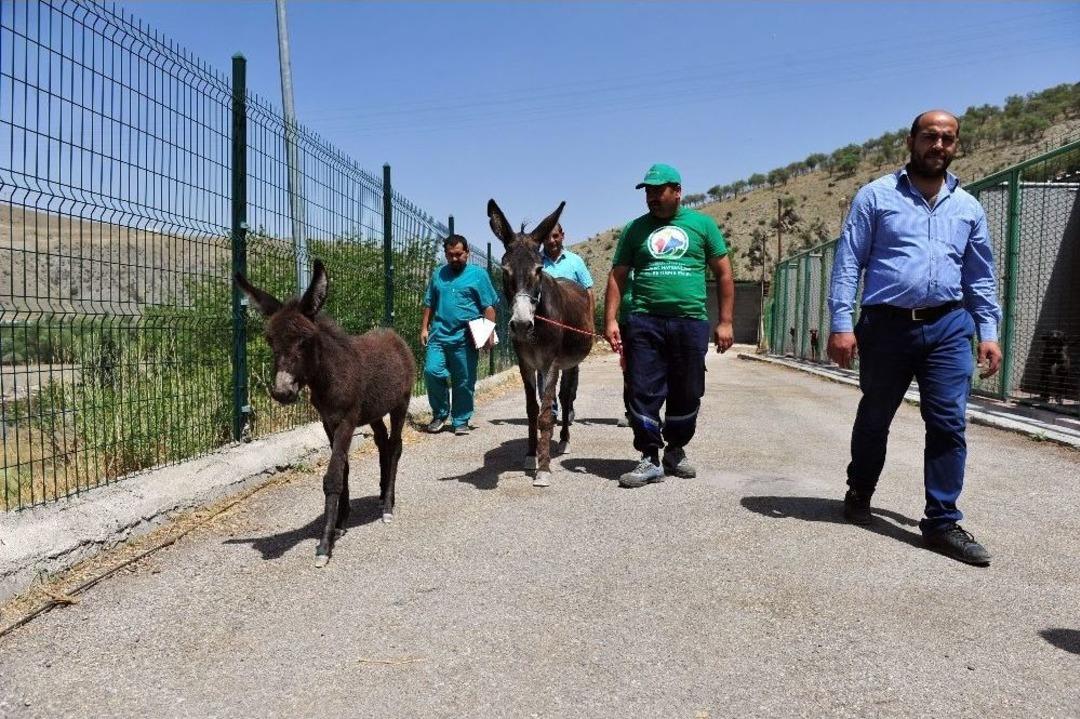 Kadife Ve G&uuml;ll&uuml;şah Yeni Yuvalarına Uğurlandı