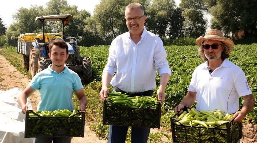 Karacabey&rsquo;de &Ccedil;ift&ccedil;i Biberden Umutlu