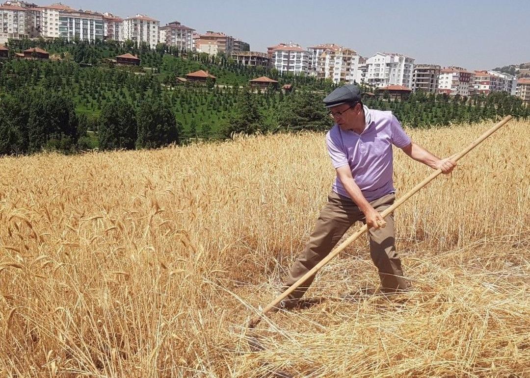 Başkent&rsquo;in Orta Yerindeki K&ouml;yde Hasat Heyecanı