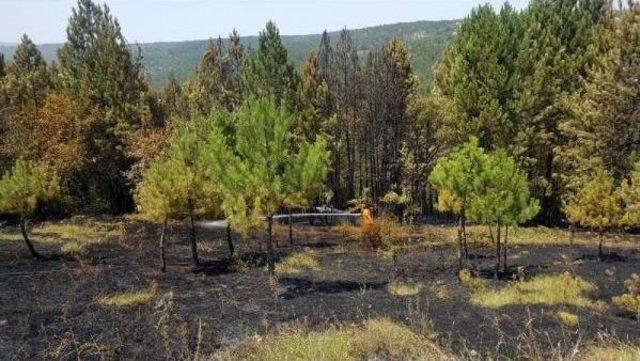 Karabük'te Tarladan Çıkan Yangın Ormana Sıçradı