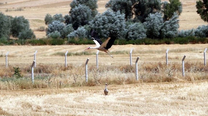 Leyleklerden Tarlalardaki Biyolojik M&uuml;cadeleye Katkı