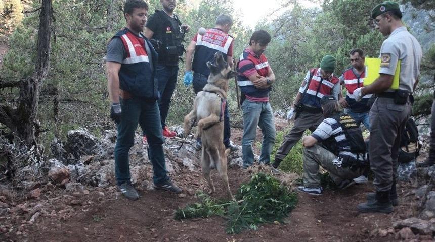 Yağmur Suyu Biriktirip Hint Keneviri Yetiştiren 3 Kişi Tutuklandı