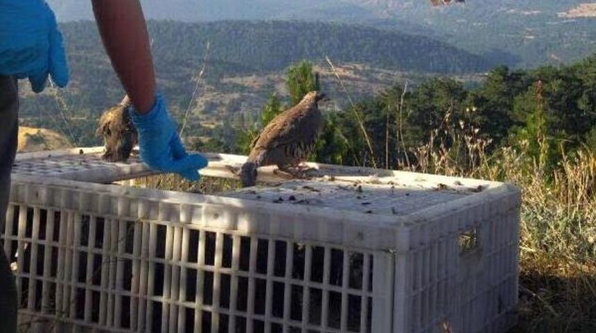 Bolu'da 500 Keklik Doğaya Salındı