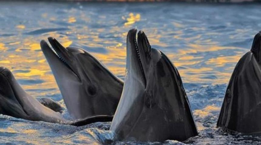 Neden Ve Nasıl Arkadaş Se&ccedil;eriz?