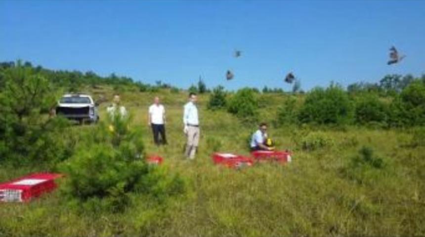 Zonguldak'ta 2 Bin Keklik Doğaya Salındı