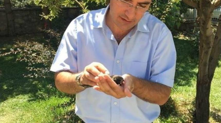 Tedavisi Tamamlanan Ebabil Kuşu Doğaya Salındı