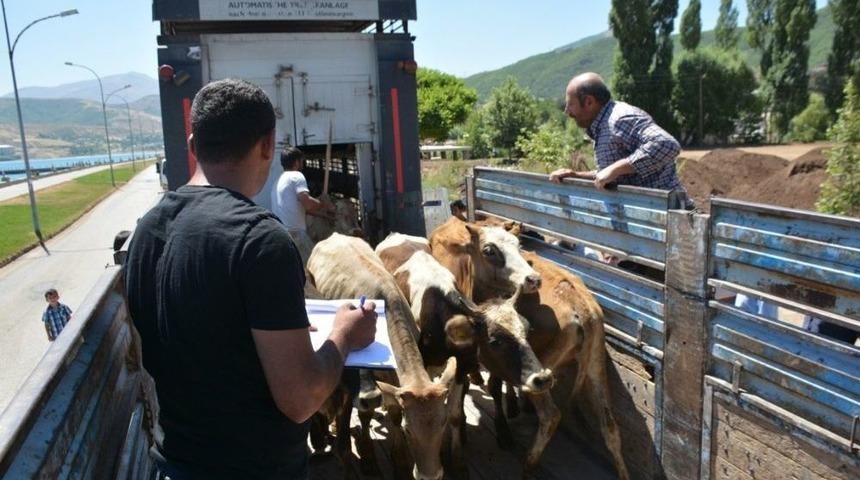 Tatvan’da 22 Genç Çiftçiye 132 Büyükbaş Hayvan Dağıtıldı