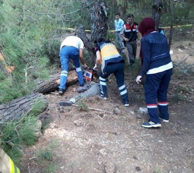 Kestiği Ağacın Altında Kalarak Öldü