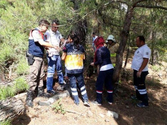 Kestiği Ağacın Altında Kalarak Öldü