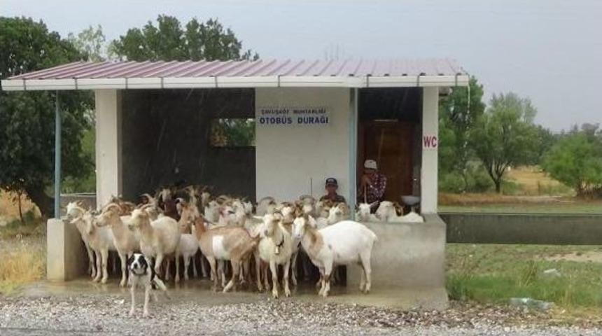 &Ccedil;anakkale'de Sağanak Yağmur, Hayatı Olumsuz Etkiledi