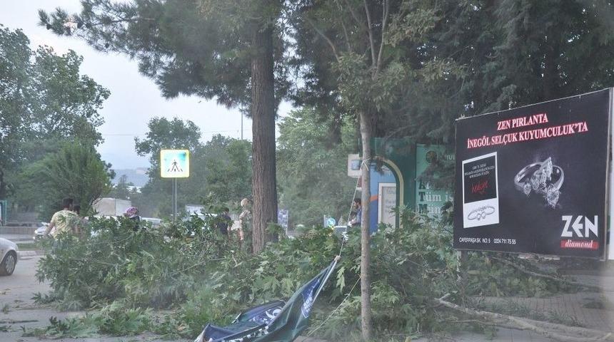 Şiddetli R&uuml;zgar Ağa&ccedil;ları Devirdi
