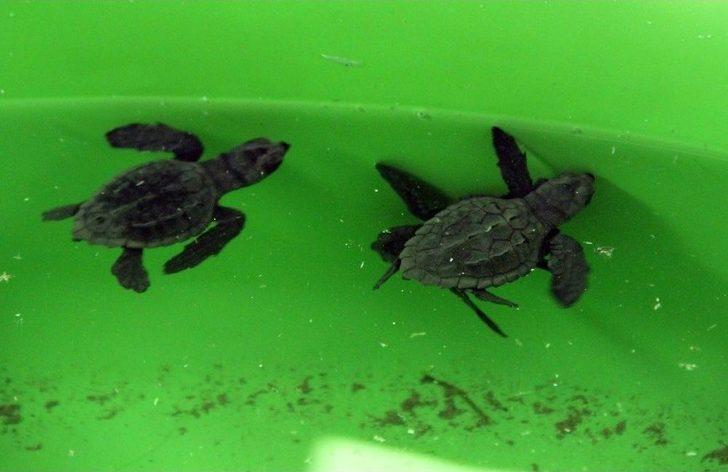 Bakan Özhaseki Yavru Carettaları Denizle Buluşturdu G2