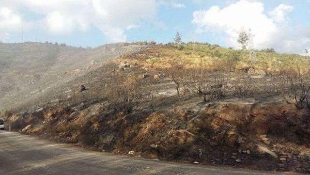 İzmir'deki Orman Yangınında 500 Hektar Zarar Gördü (2)