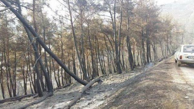 İzmir'deki Orman Yangınında 500 Hektar Zarar Gördü (2)