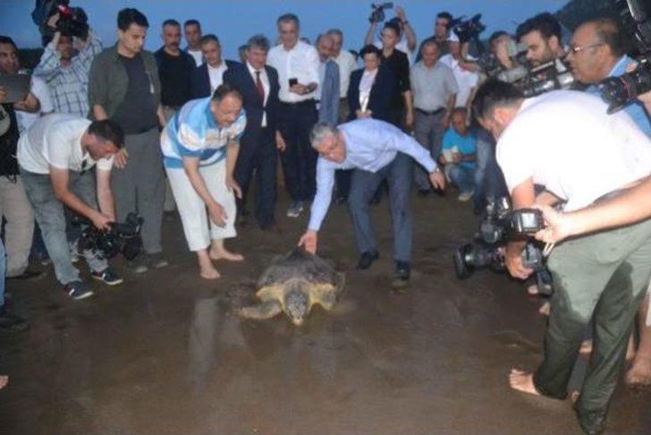 Bakan Özhaseki, Tedavi Edilen Kaplumbağaları Denize Bıraktı