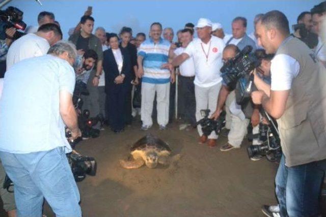 Bakan Özhaseki, Tedavi Edilen Kaplumbağaları Denize Bıraktı