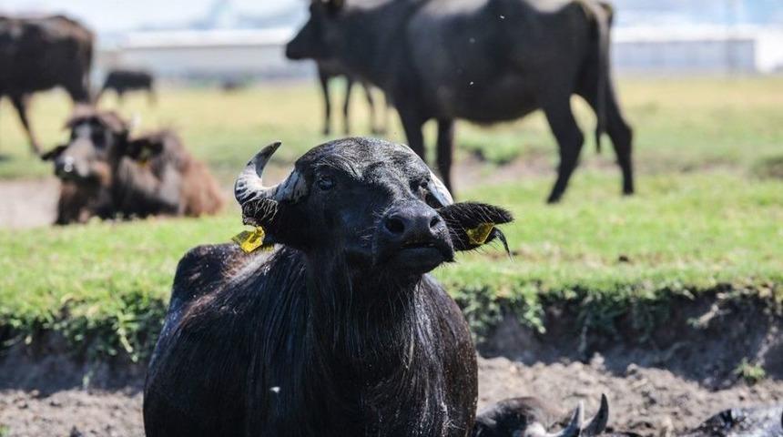 Kayseri&rsquo;de Bin 525 Anadolu Mandası Bulunuyor