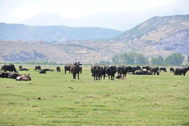 Kayseri’de Bin 525 Anadolu Mandası Bulunuyor