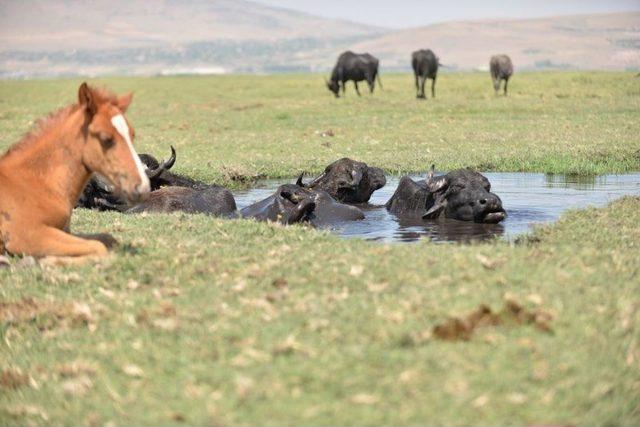 Kayseri’de Bin 525 Anadolu Mandası Bulunuyor