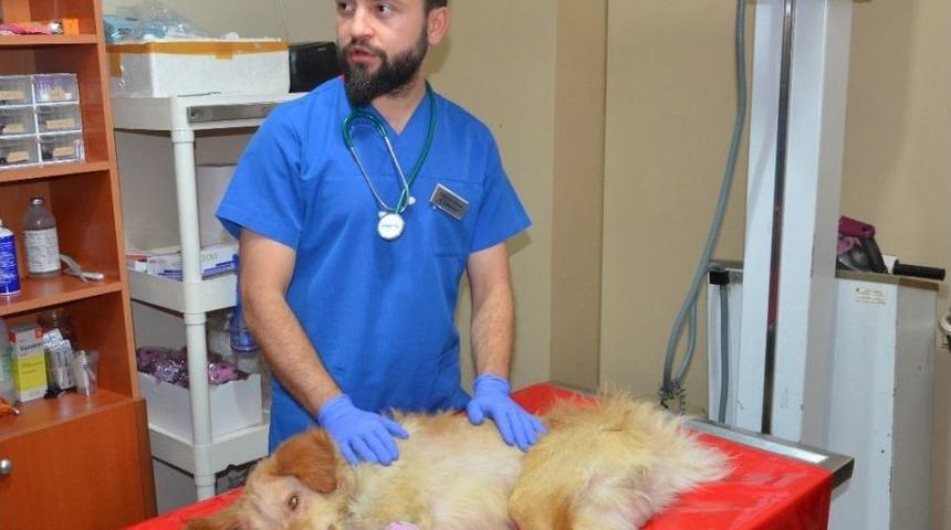 (özel Haber) Hayvanseverin Sahiplendiği Felçli Köpek Tedavi Altına Alındı