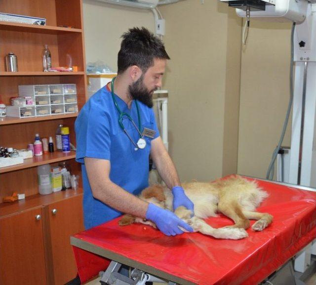 (özel Haber) Hayvanseverin Sahiplendiği Felçli Köpek Tedavi Altına Alındı
