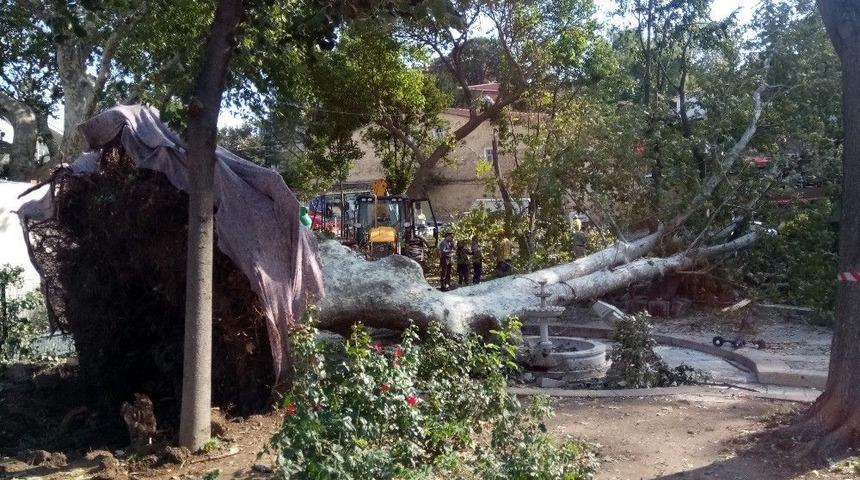 Şiddetli Fırtına &Ccedil;engelk&ouml;y&rsquo;deki Asırlık &Ccedil;ınarı Devirdi