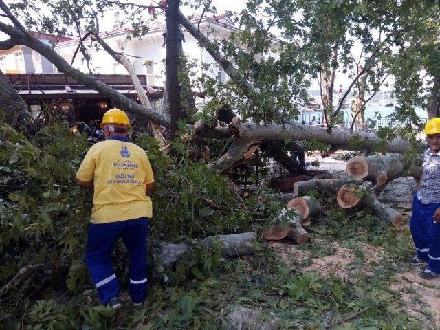 Şiddetli Fırtına &Ccedil;engelk&ouml;y&rsquo;deki Asırlık &Ccedil;ınarı Devirdi 1