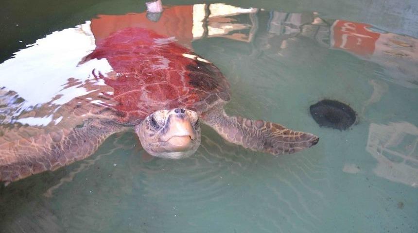 Deniz Kaplumbağalarını Elle Beslemeyin