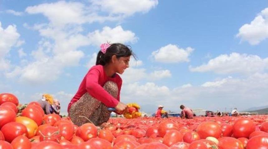 Torbalı Ovasından D&uuml;nyaya Kurutulmuş Domates