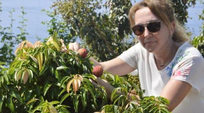 T&uuml;rkiye'nin Tropik Bah&ccedil;esi Gazipaşa