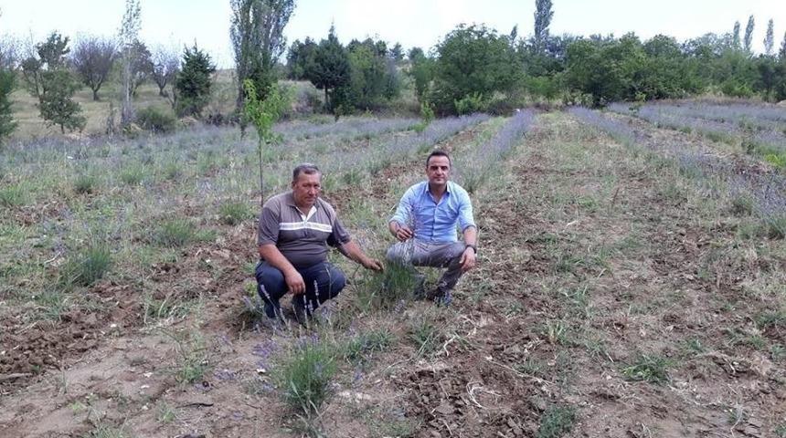 Simav&rsquo;daki Lavanta Deneme &Uuml;retiminde Olumlu Sonu&ccedil;