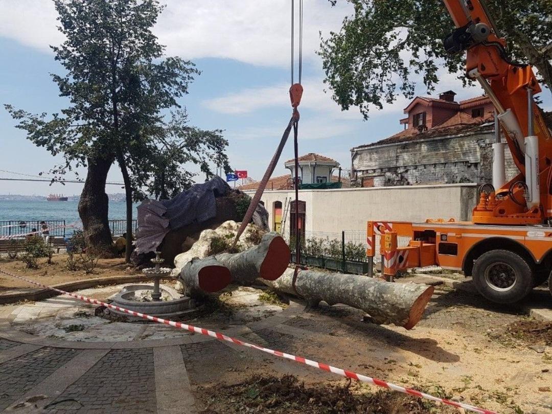 Asırlık &Ccedil;ınar B&ouml;yle Devrildi