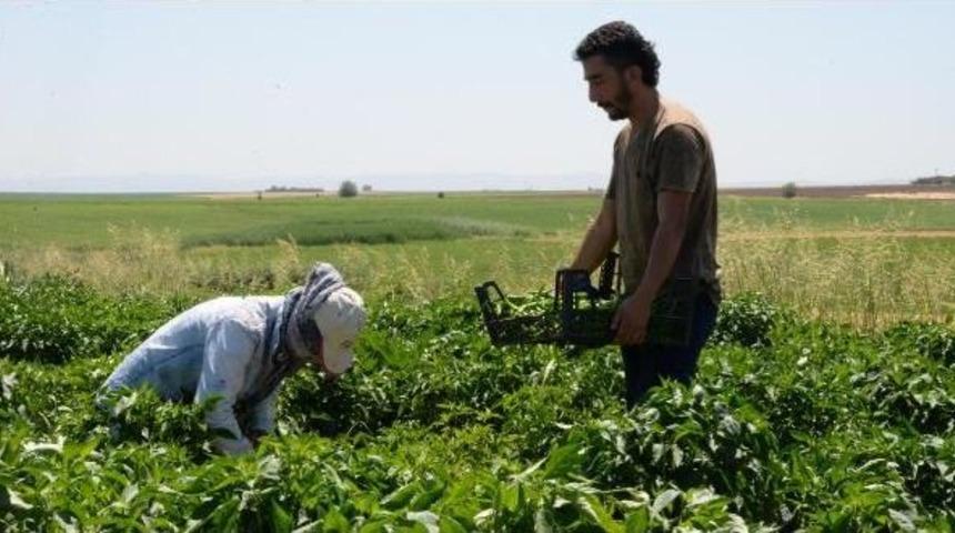 Bismil Belediyesi'nden 'toprak Reformu' Gibi Uygulama